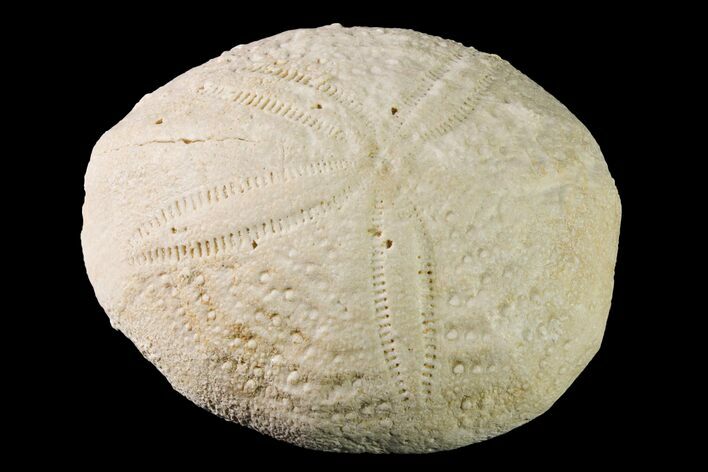 Fossil Sea Urchin (Eupatagus) - Florida #161281